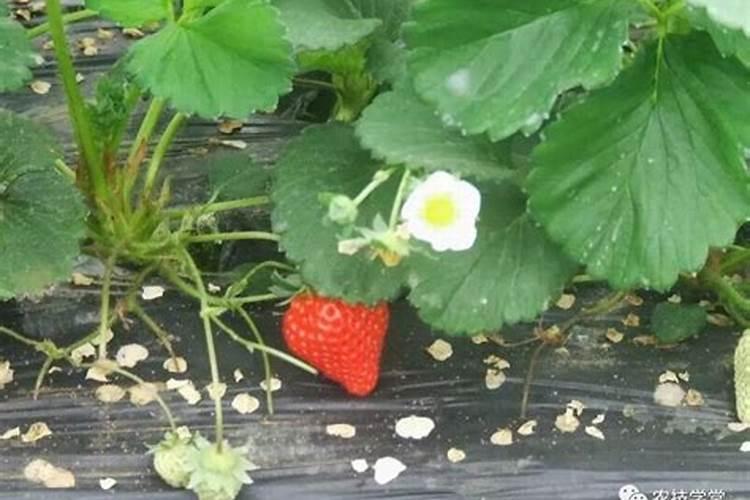 钾肥一亩地用多少斤