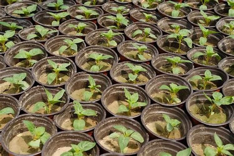 草木灰可以和复合肥一起施肥吗 尿素和草木灰可以一起下吗