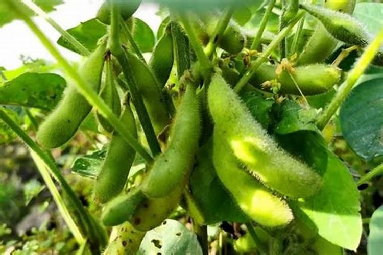 腐植酸有什么作用？腐植酸肥料的使用标准是什么？