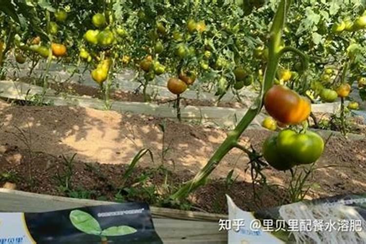 西红柿浇什么肥料最好