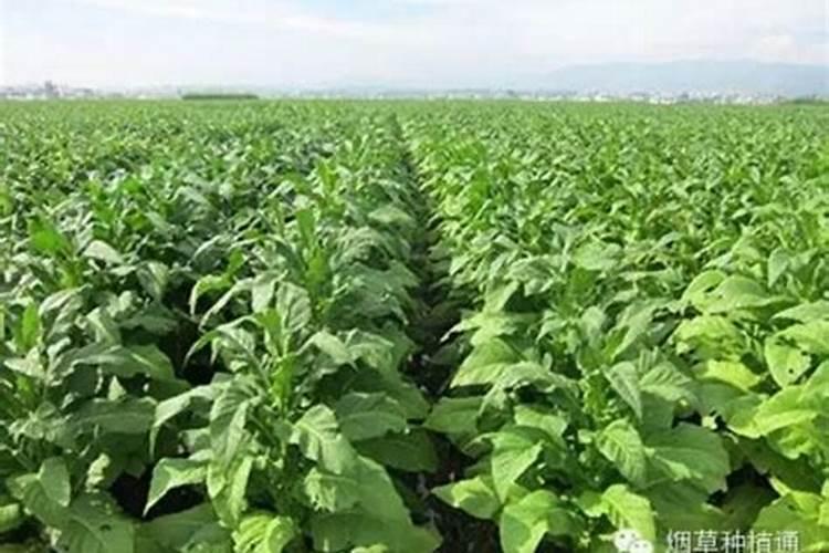 花用什么肥料才能长好？