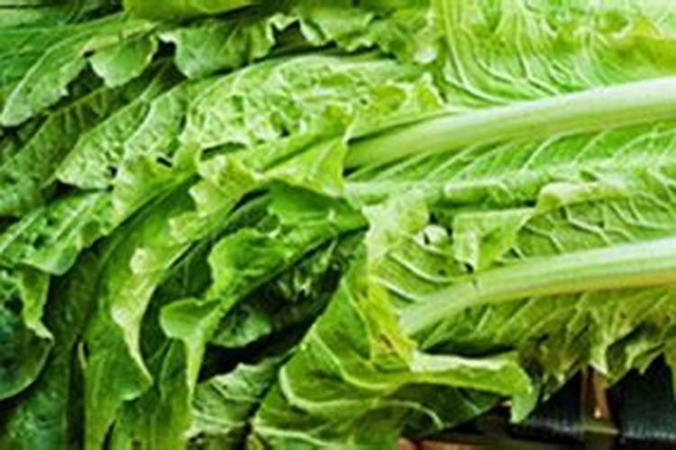 种植大白菜怎样施肥才产量高(种大白菜需要什么底肥)