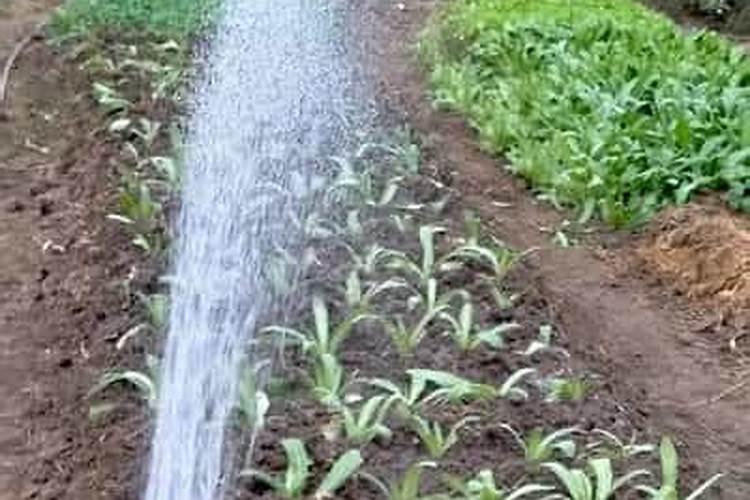 潲水可以直接用于肥料吗