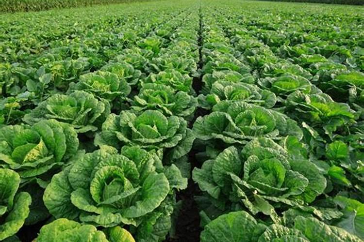 大白菜追肥用什么肥料好