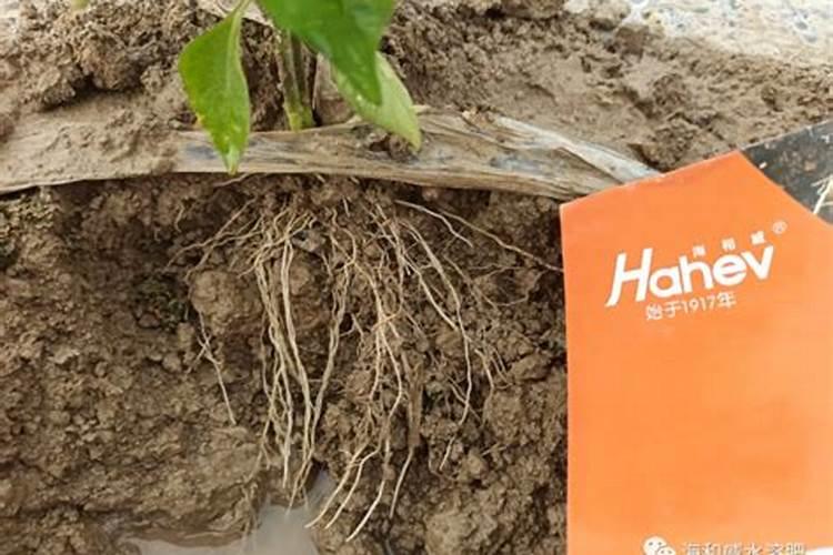 盆景中什么品种比较好