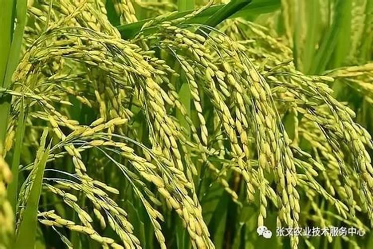 水稻粒肥什么时候施 增施钾肥在什么时间较好稻灌浆期用什么叶面肥可增产...