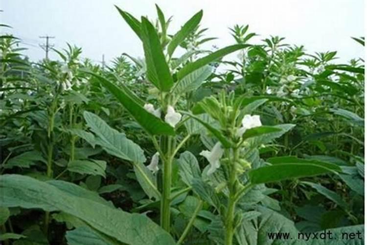 芝麻的施肥方法