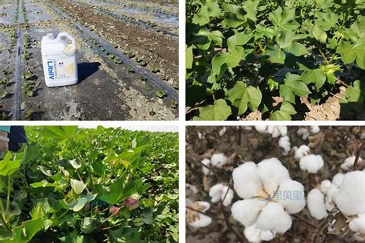 三个20的平衡水溶肥什么时候使用