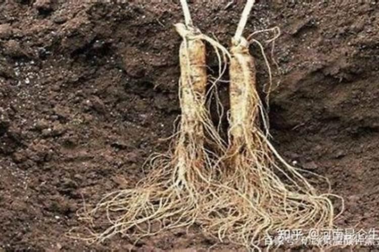 长寿花施什么肥最好