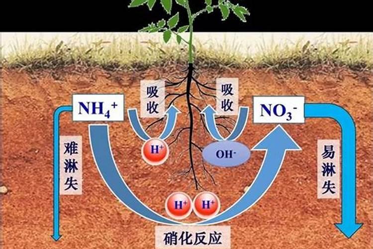 黄腐酸和黄腐酸钾的区别是什么？