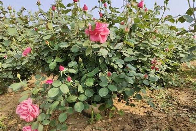 长寿花施什么肥最好
