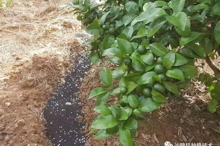 长寿花施什么肥最好花卉百科