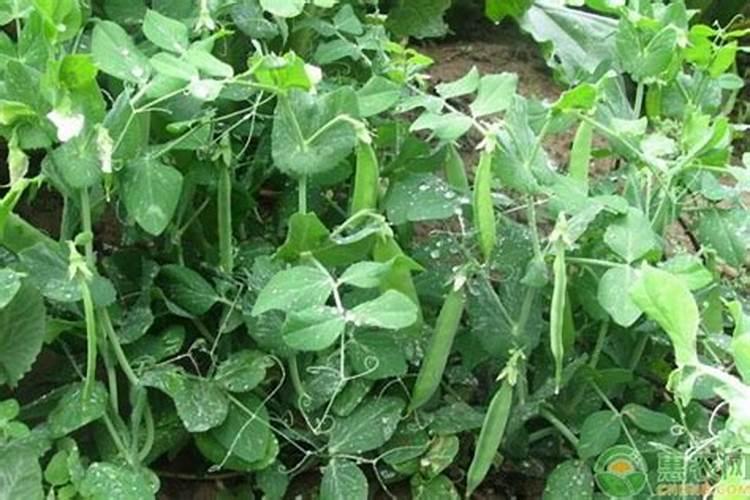 豌豆栽培,想要提高产量需注意哪些细节？