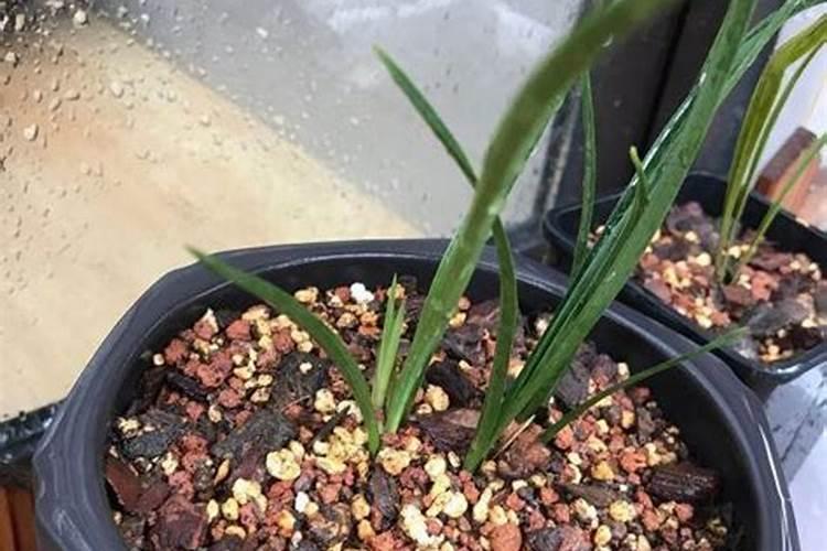 兰花发芽施什么肥