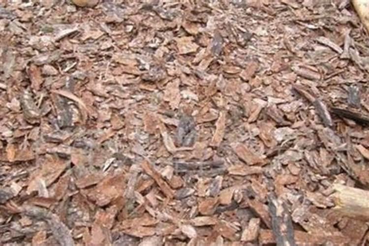 水稻穗肥什么时间施