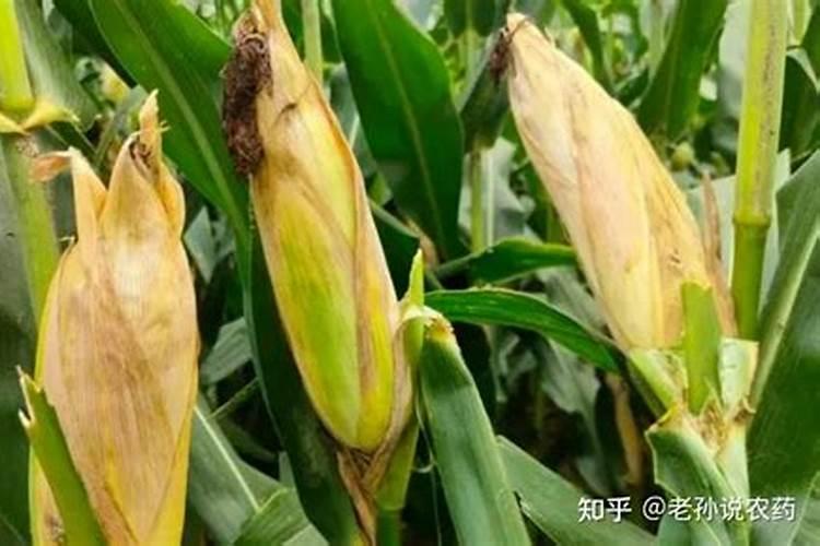 对于玉米而言需不需要冲施钾肥？