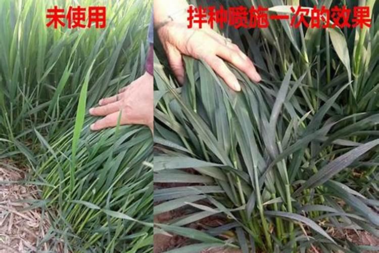 一桶水30斤放多少甲维盐？