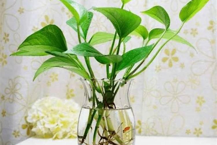 西洋菜种植时间和方法