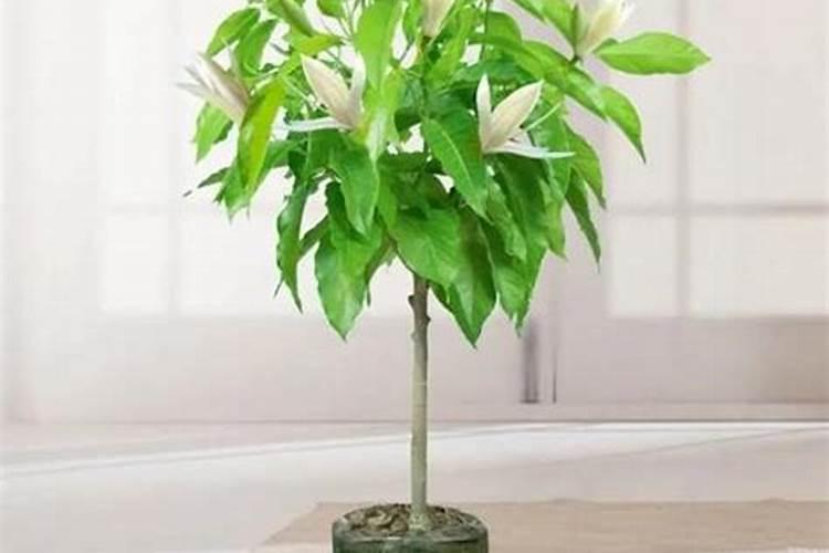 玉兰花的水肥管理