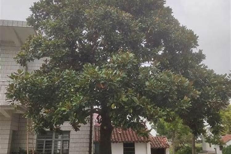 玉兰花的种植用什么含量的肥料