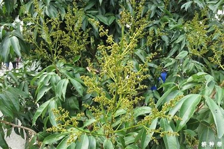 果树花后施什么肥最好