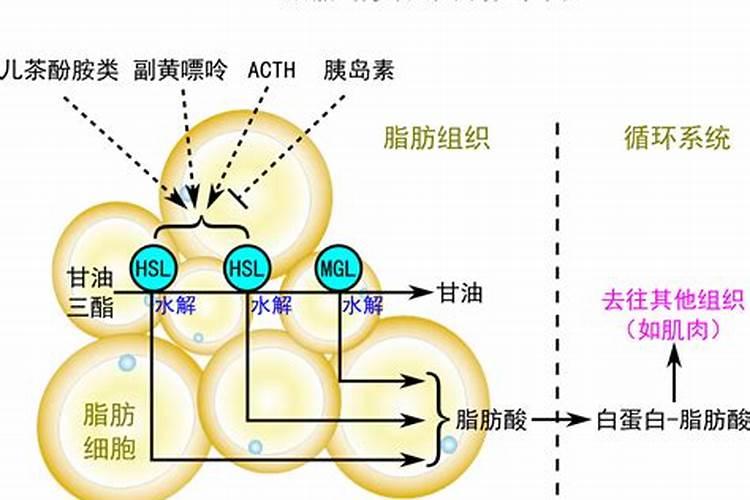 带壳的谷子多少钱一斤