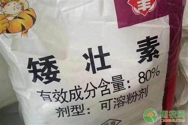 茶花施了磷肥,叶子开始发黄怎么办