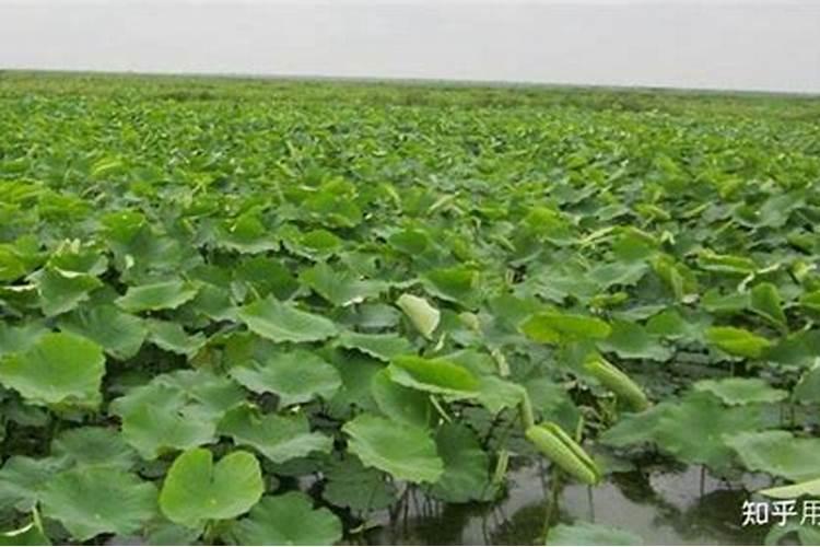 农作物叶子发黄施什么肥