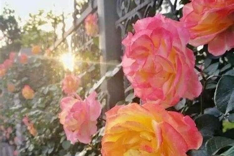 月季蔷薇怎么管理种植