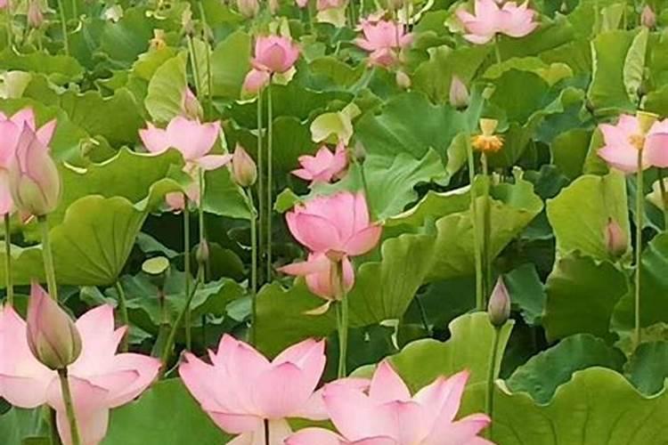 山东史丹利化肥股份有限公司的发展