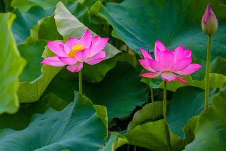 六国磷酸二铵64%含与61%含量区别