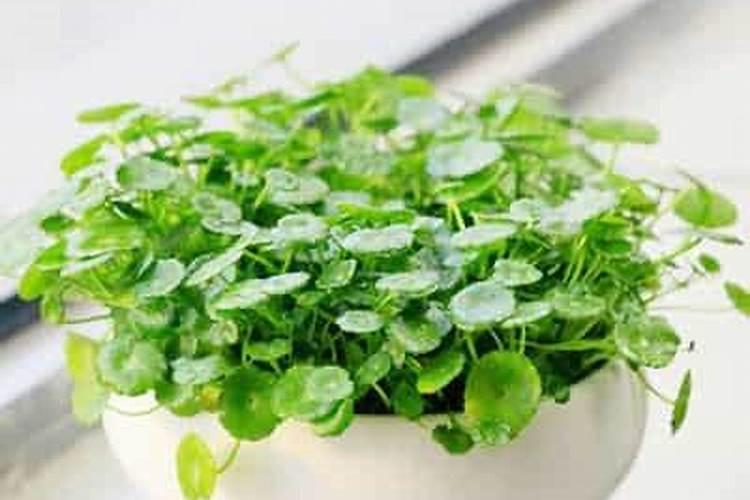 不同农作物对氮磷钾复合肥比例的要求有哪些差异？