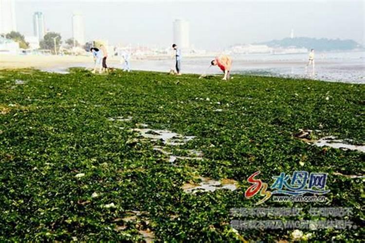 巨峰葡萄转色期间地下冲施海澡鱼蛋白可不可以