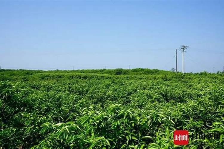 蜜桔的养殖方法和种植技巧