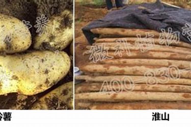 地瓜施什么肥最好
