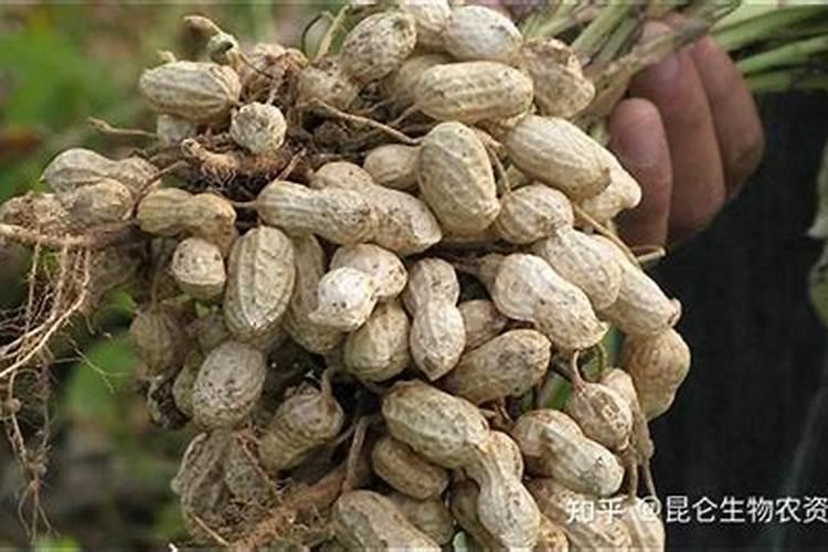 玉米几叶控旺的最佳时期