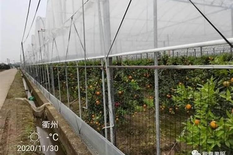 爱媛48号柑橘苗的种植方法和注意事项是什么？