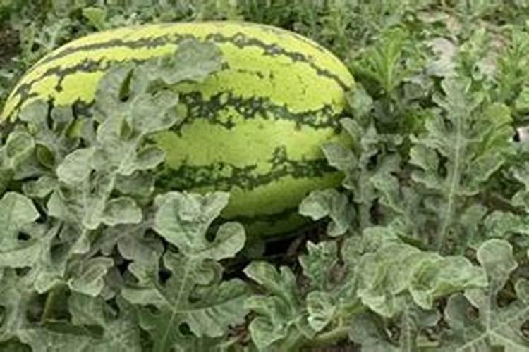 饼肥是氮肥还是钾肥