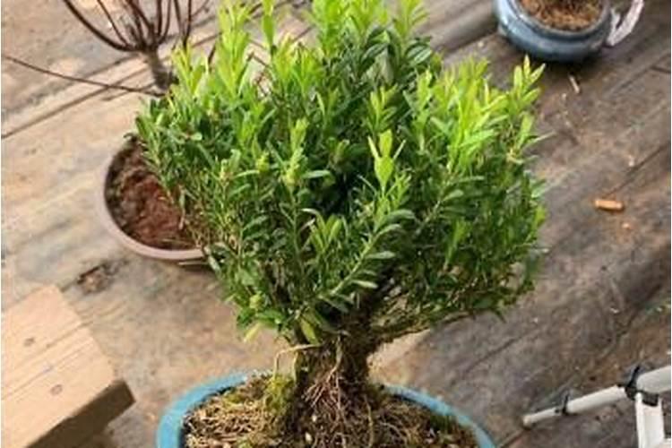 秋葵在什么时候种怎么种