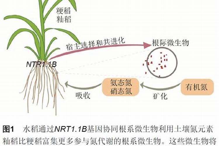 葡萄补钙最佳时间(给葡萄补钙什么钙肥最)
