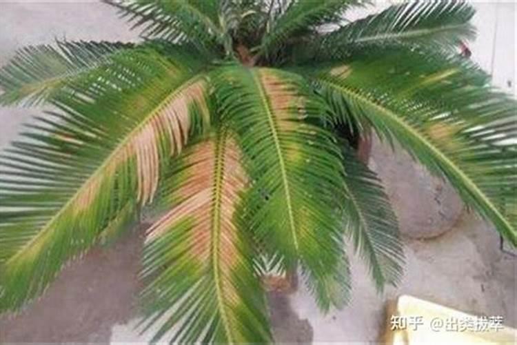 铁树用什么肥料比较好