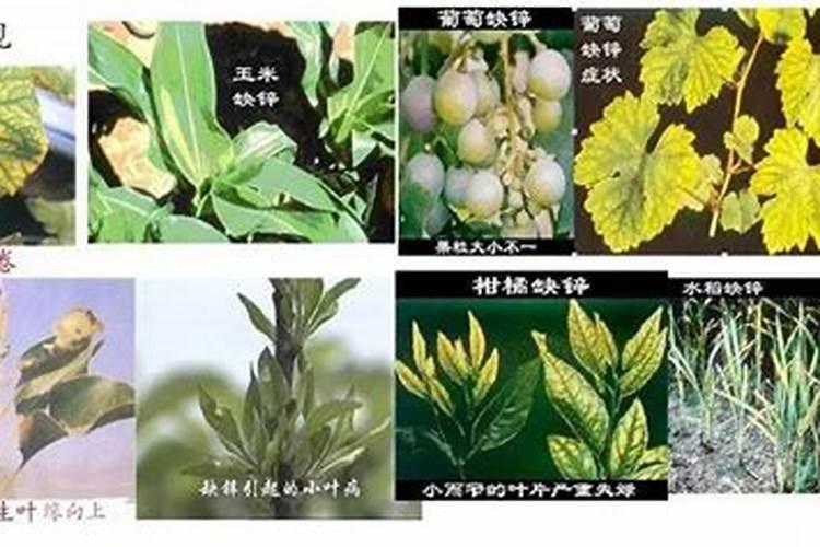 肥料工业产品“三证”是什么？