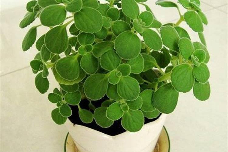 南昌市湾里区的水稻种植面积有多少？