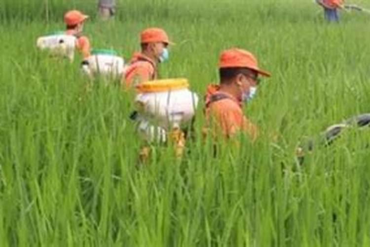 钼肥和硼肥可以一起用吗