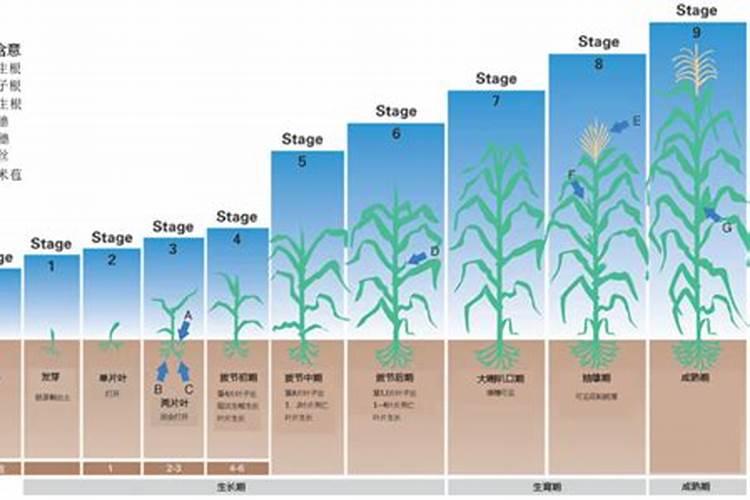 种植石斛什么时候补液体钙肥效果最好？