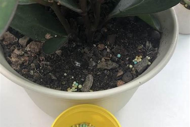 常见的腐植酸肥料有几种？