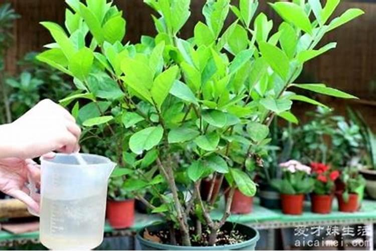 黄瓜施什么肥最好