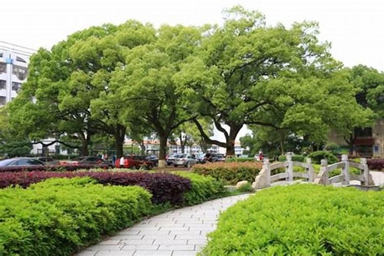 香樟树苗几月份移植