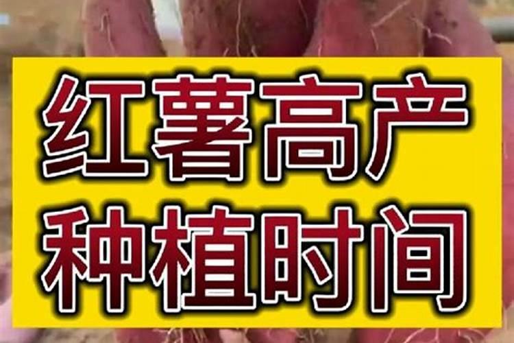 种黄瓜用什么肥料最好