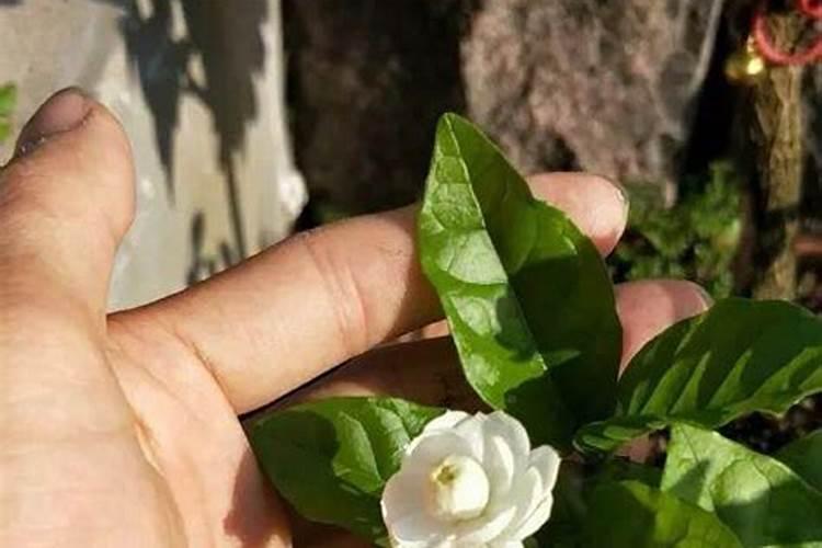 哪些有机肥的钾含量高